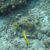 Picture taken during the dive