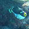Picture taken during the dive