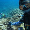 Picture taken during the dive