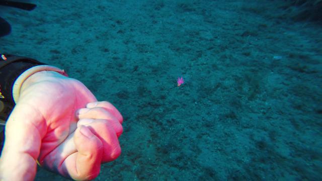 Diving in Italy, Cervo (IM) - By Roberto Piola