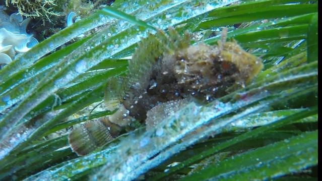 Posidonia Blu - Dive Center in Italy