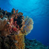 Picture taken during the dive
