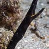 Picture taken during the dive