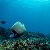 Picture taken during the dive