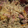 Picture taken during the dive