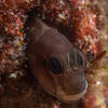 Picture taken during the dive