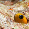 Picture taken during the dive