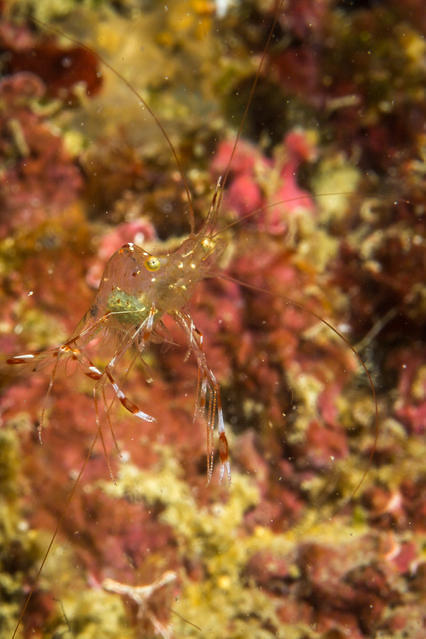 Savedra Dive Center - Dive Center in Filipinas
