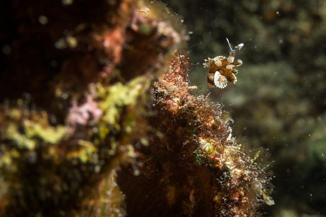 Savedra Dive Center - Dive Center in Filipinas