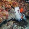 Picture taken during the dive