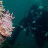 Picture taken during the dive