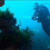 Picture taken during the dive