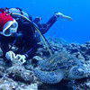 Picture taken during the dive