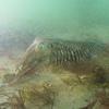Picture taken during the dive