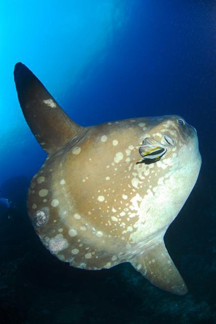 Plongee France Ikandive - Dive Center in Indonesia