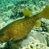 Picture taken during the dive