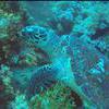 Picture taken during the dive