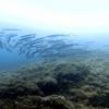 Picture taken during the dive