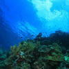 Picture taken during the dive