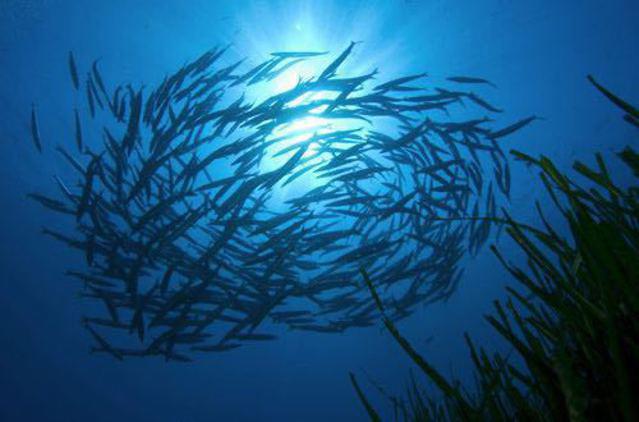 Diving in Eivissa, Spain - By Nazoo