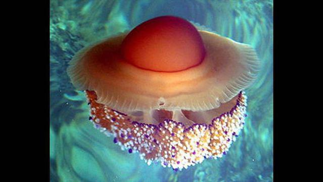 Diving in Spain, Majorca & Cabrera Islands - By Tigerobin