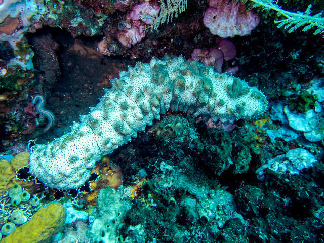Bali Scuba - Dive Center in Indonesia