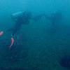 Picture taken during the dive