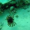 Picture taken during the dive