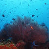 Picture taken during the dive