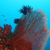 Picture taken during the dive