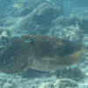 Picture taken during the dive