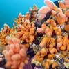 Picture taken during the dive