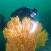 Picture taken during the dive