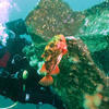 Picture taken during the dive