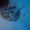 Picture taken during the dive