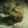 Picture taken during the dive