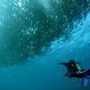 Picture taken during the dive