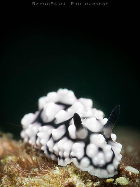 Discovery Divers - Dive Center in Malaysia
