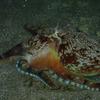 Picture taken during the dive