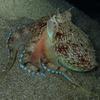 Picture taken during the dive