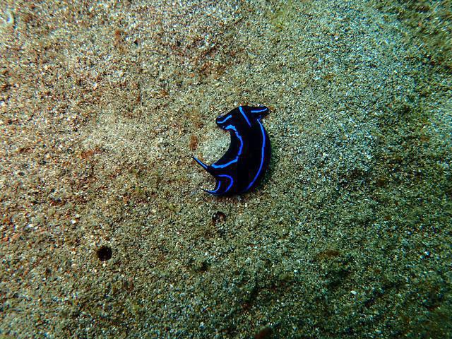 Sogod Bay Scuba Resort Inc - Dive Center in 菲律宾