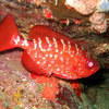Picture taken during the dive