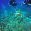 Picture taken during the dive