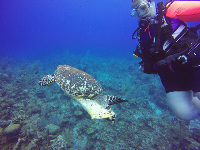 Living The Dream Divers - Dive Center in 开曼群岛