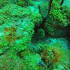 Picture taken during the dive