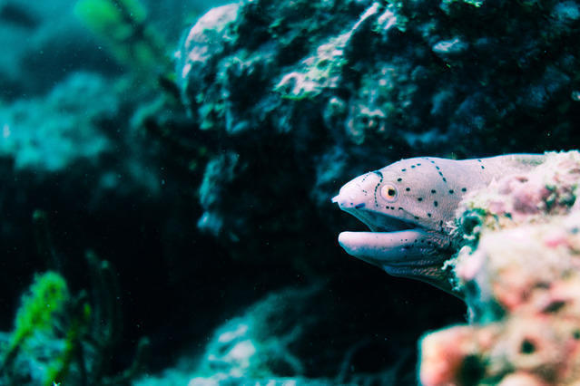 Diving in United Arab Emirates, Fujairah - By Sebastien Rezzonico