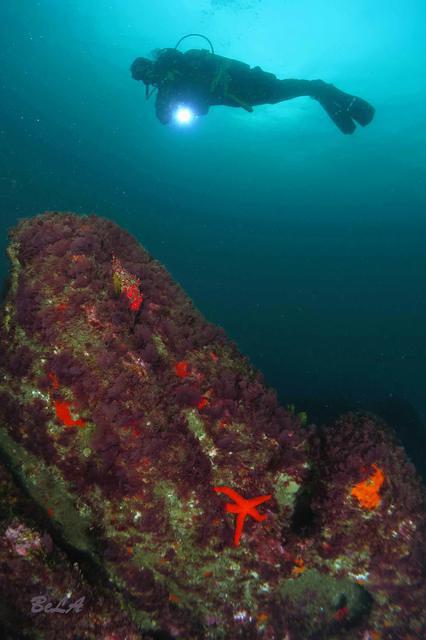 BUCEO DONOSTI - Dive Center in Spain