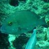 Picture taken during the dive