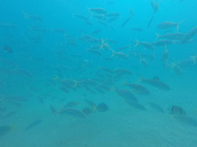 Dive Cabo - Dive Center in Mexico