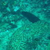 Picture taken during the dive